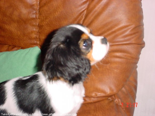 Photo de Cavalier king charles spaniel