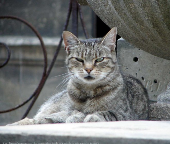 Photo de Chat domestique