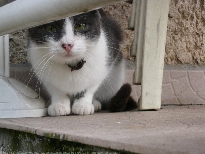 Photo de Chat domestique