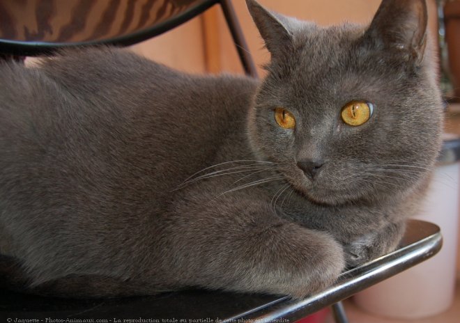 Photo de Chartreux