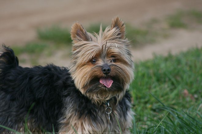 Photo de Yorkshire terrier