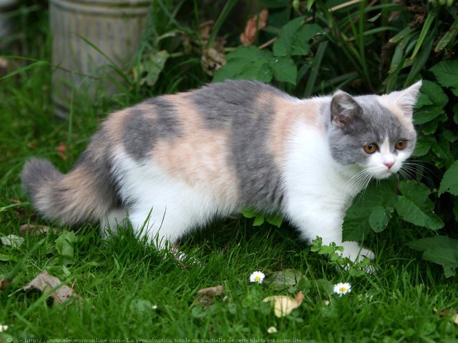 Photo de British shorthair