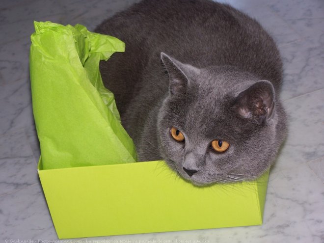 Photo de Chartreux