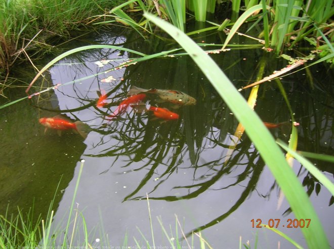 Photo de Poissons rouges