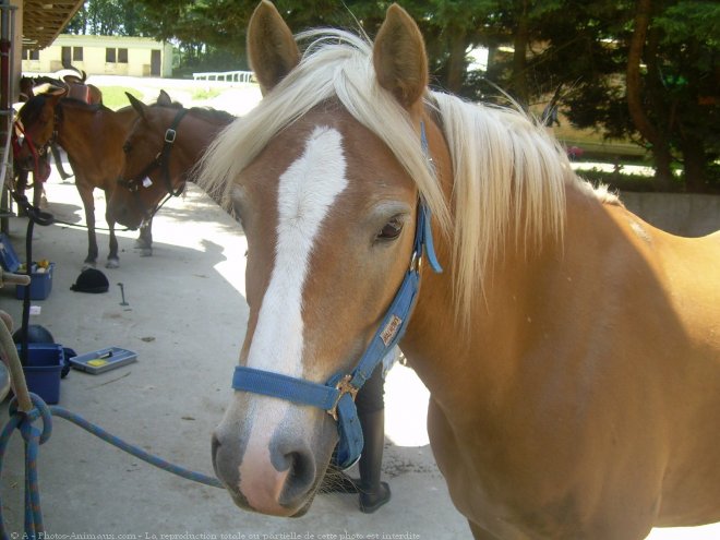 Photo de Haflinger