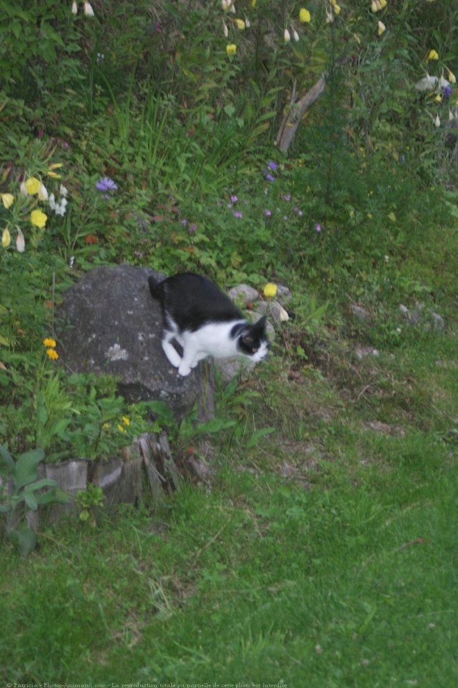 Photo de Chat domestique