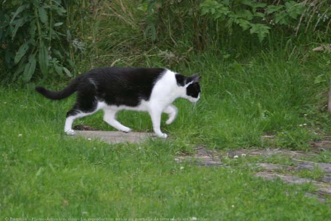 Photo de Chat domestique