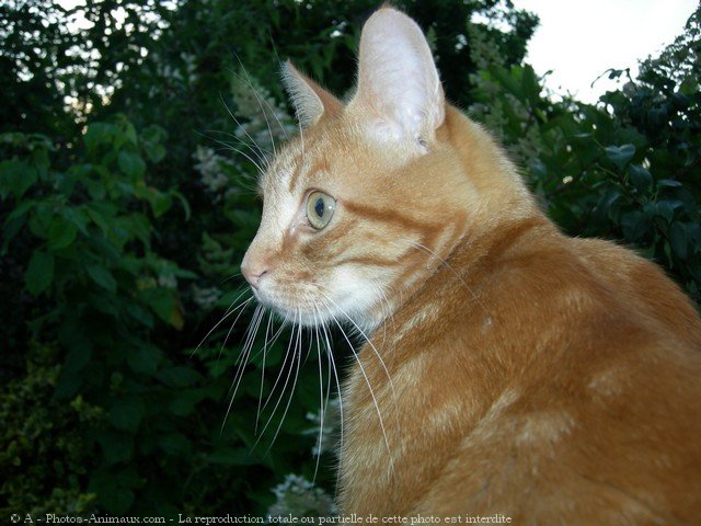 Photo de Chat domestique