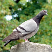 Photo de Pigeon