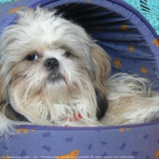 Photo de Shih tzu