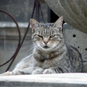 Photo de Chat domestique