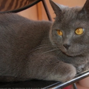 Photo de Chartreux