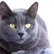 Photo de Chartreux