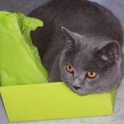 Photo de Chartreux