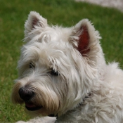 Photo de West highland white terrier