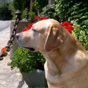 Photo de Labrador retriever