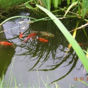 Photo de Poissons rouges