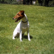 Photo de Fox terrier  poil lisse