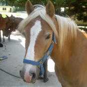 Photo de Haflinger