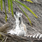 Photo de Lmurien - maki catta