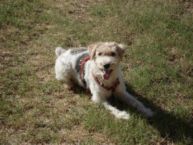 Photo de Fox terrier  poil dur