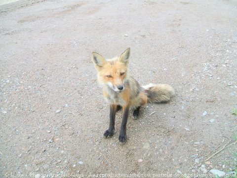 Photo de Renard