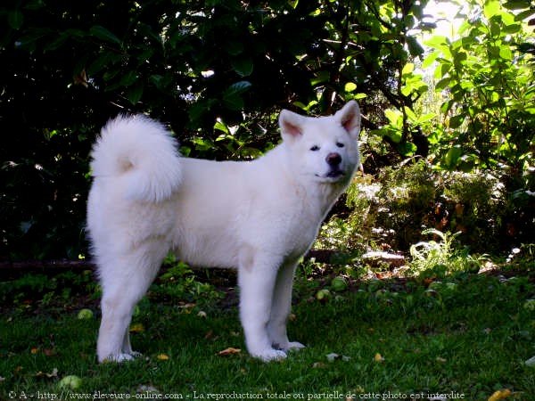 Photo d'Akita inu