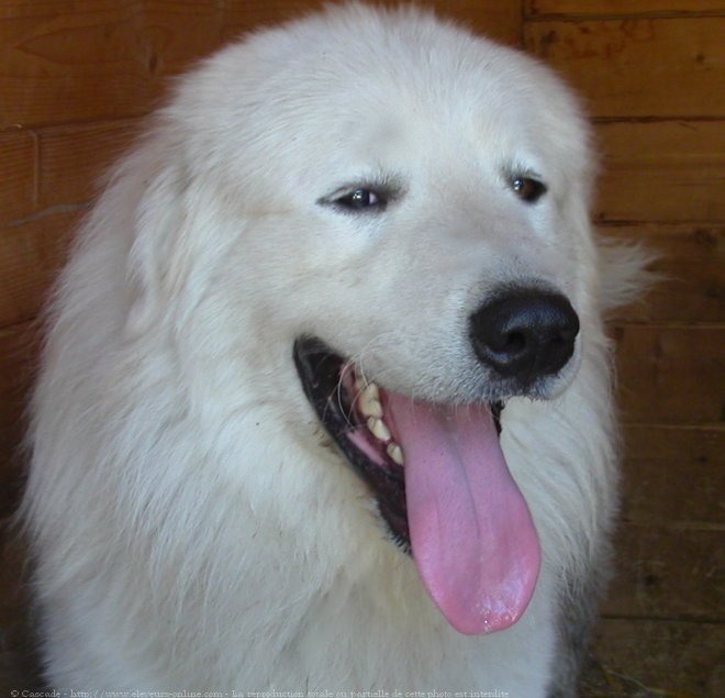 Photo de Chien de montagne des pyrnes