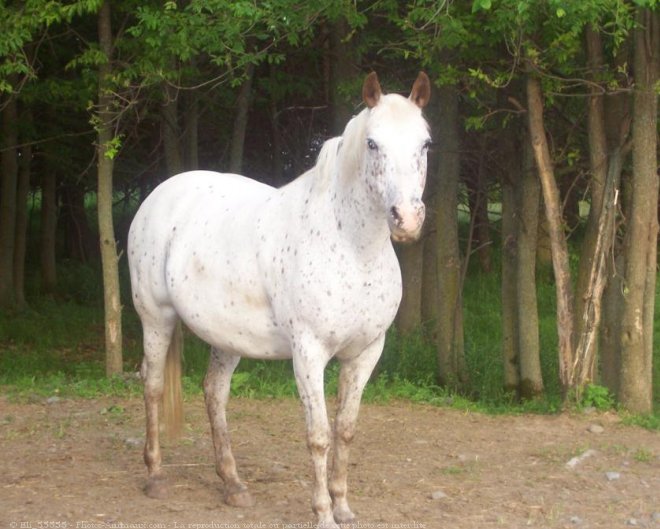 Photo d'Appaloosa