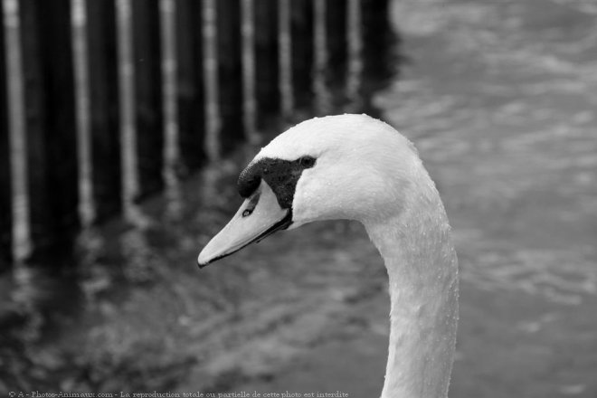 Photo de Cygne