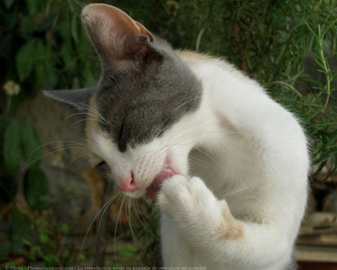 Photo de Chat domestique