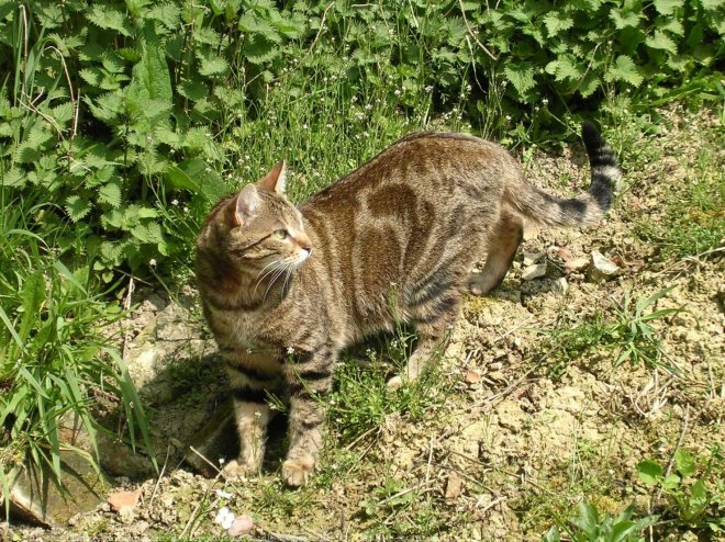 Photo de Chat domestique