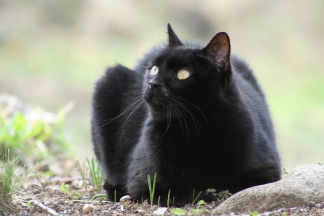 Photo de Chat domestique