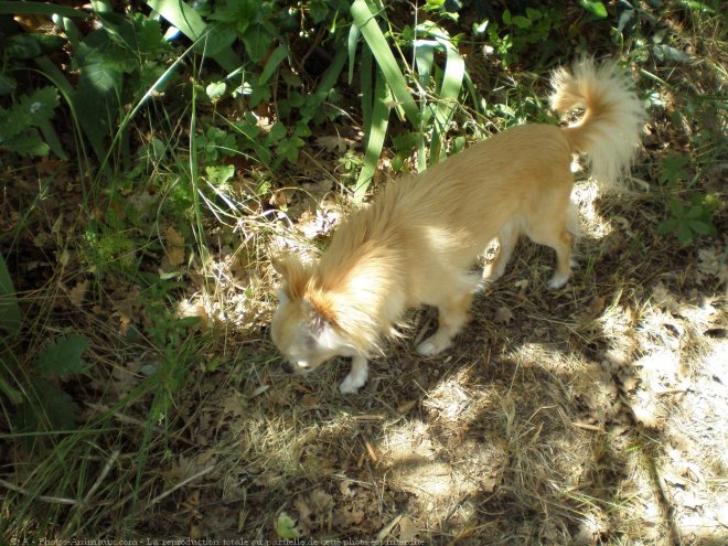 Photo de Chihuahua  poil long