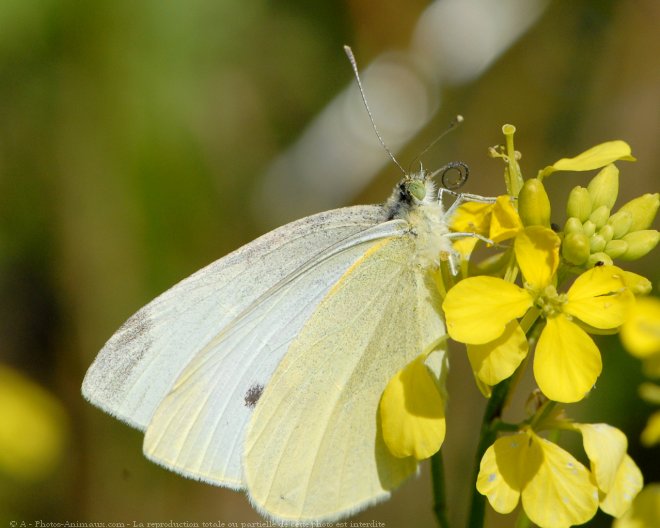 Photo de Papillon