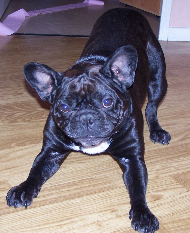 Photo de Bouledogue franais