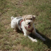 Photo de Fox terrier  poil dur