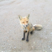 Photo de Renard