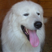 Photo de Chien de montagne des pyrnes