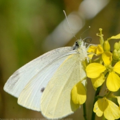 Photo de Papillon