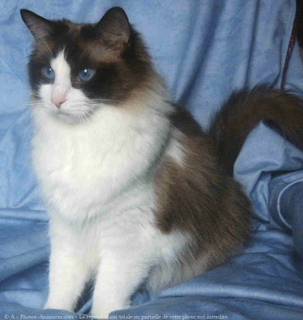 Photo de Ragdoll