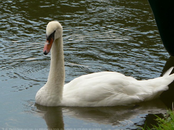 Photo de Cygne