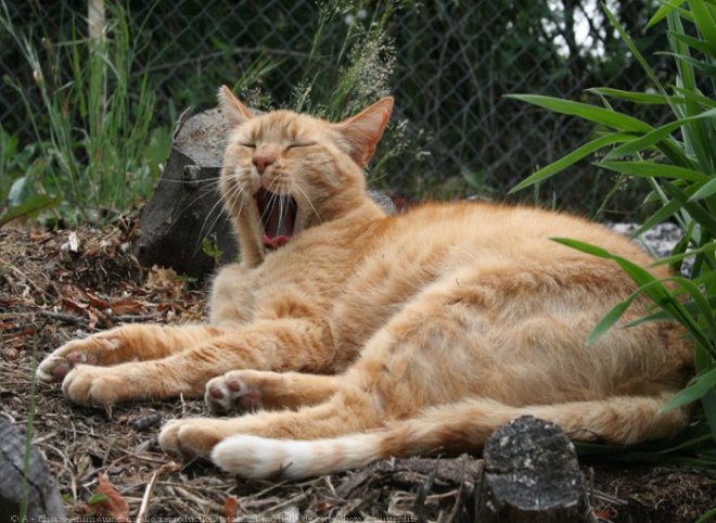 Photo de Chat domestique