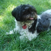 Photo de Shih tzu