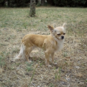 Photo de Chihuahua  poil long