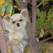 Photo de Chihuahua  poil long