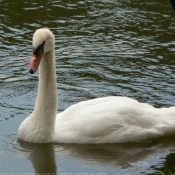 Photo de Cygne