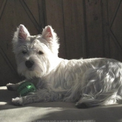 Photo de West highland white terrier