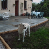 Photo de Labrador retriever