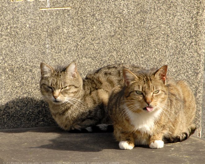 Photo de Chat domestique